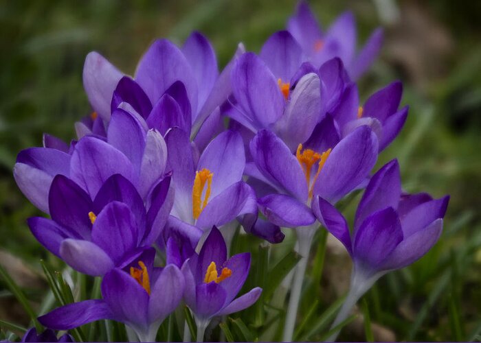 Floral Greeting Card featuring the photograph Crocus Cluster by Shirley Mitchell