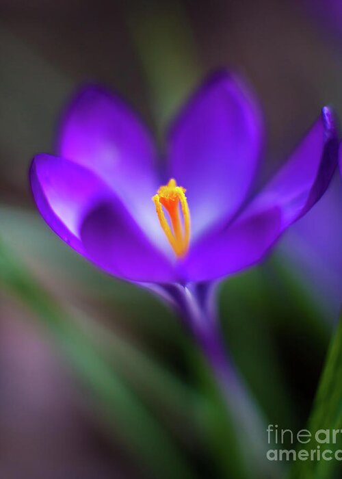 Crocus Greeting Card featuring the photograph Crocus Glow by Mike Reid