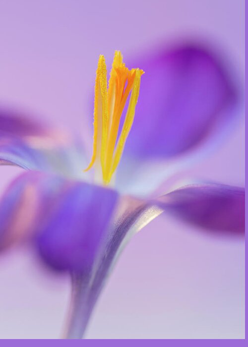 Crocus Greeting Card featuring the photograph Crocus Stand Proud by Diane Fifield
