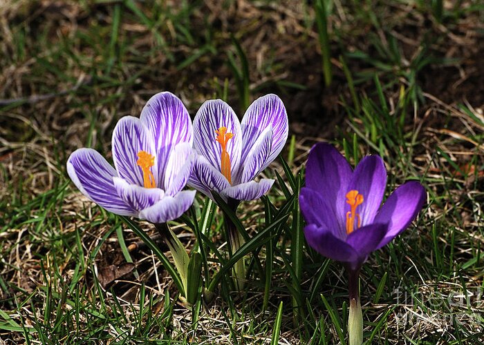 Flowers Greeting Card featuring the photograph Crocuses 2 by Edward Sobuta