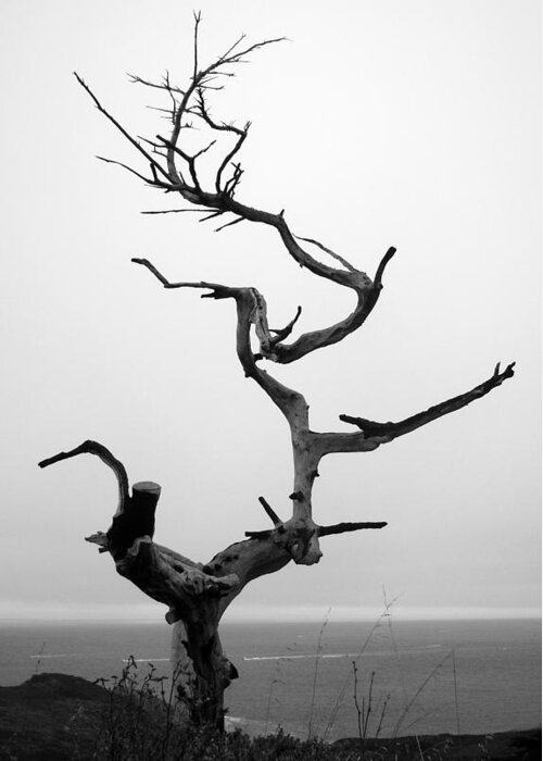 Tree Greeting Card featuring the photograph Crooked Tree by Matt Hanson
