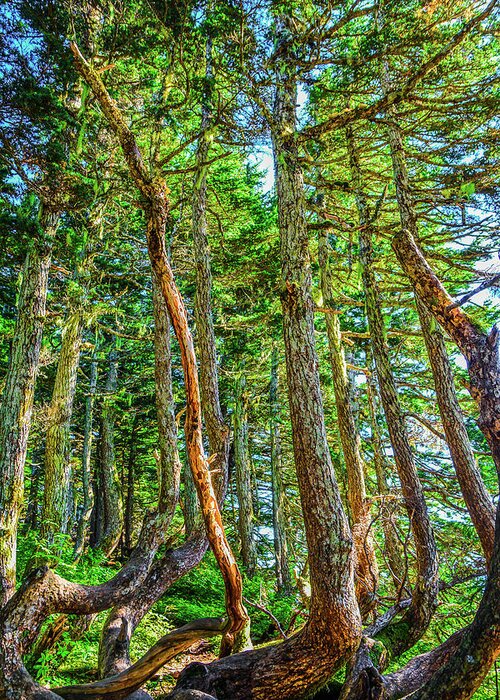 Nature Greeting Card featuring the photograph Crooked Trees of Mt Roberts by Jason Brooks