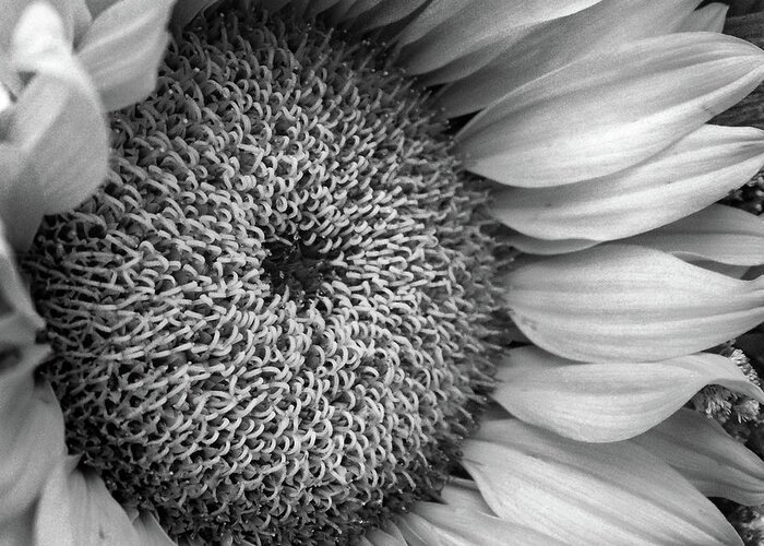 Sunflower Greeting Card featuring the photograph Cropped Sunflower B W by David T Wilkinson