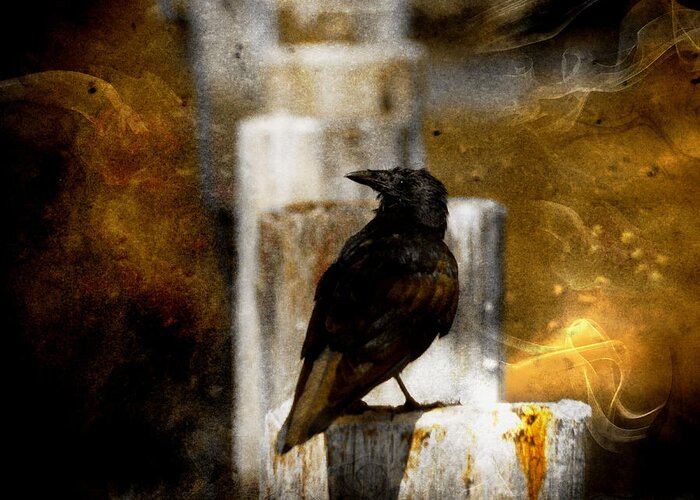 Crow Greeting Card featuring the photograph Crow in Shadows by Stoney Lawrentz