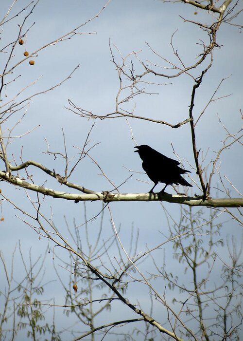 Crow Greeting Card featuring the photograph Crow in Sycamore by Azthet Photography