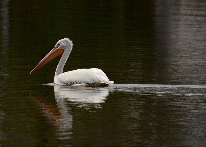 White Pelican Greeting Card featuring the photograph Cruising by Barry Bohn