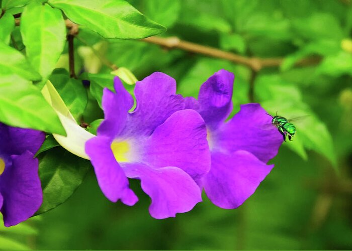Cuckoo Wasp Greeting Card featuring the photograph Cuckoo Wasp Darting into Purple Flower by Artful Imagery