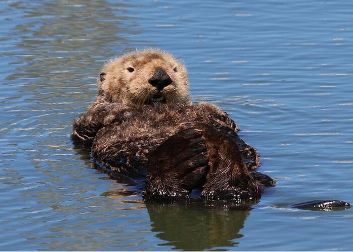 Sea Otter Greeting Card featuring the photograph Cuddle Bunches by Christy Pooschke