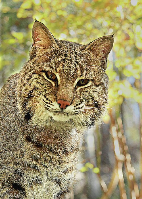 Bobcat Greeting Card featuring the photograph Curiosity the Bobcat by Jessica Brawley