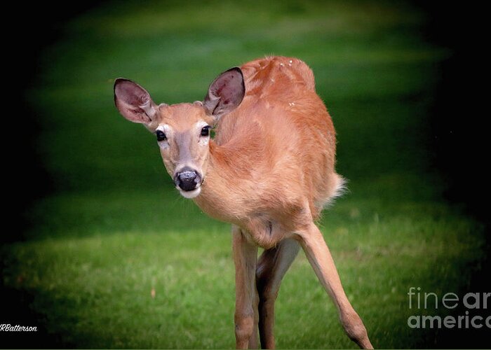 Deer Greeting Card featuring the photograph Curiosity by Veronica Batterson