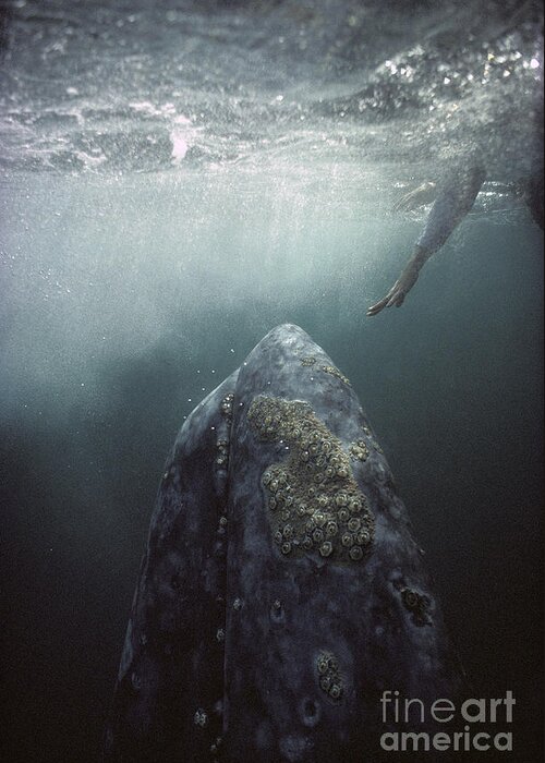 00143390 Greeting Card featuring the photograph Curious Gray Whale and Tourist by Tui De Roy