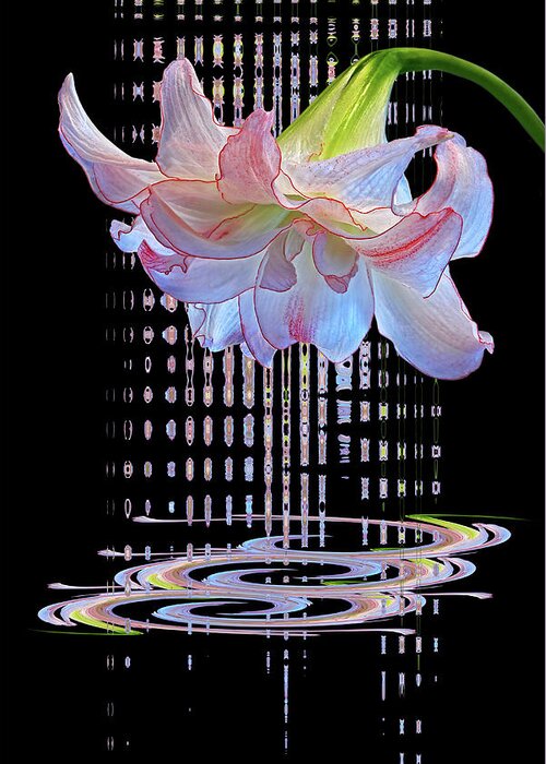 Pink Flowers Greeting Card featuring the photograph Curtain Of Dreams - Amaryllis Abstract by Gill Billington