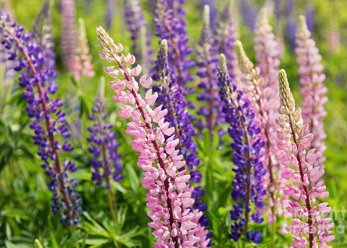 Maine Greeting Card featuring the photograph Curved Lupines by Karin Pinkham