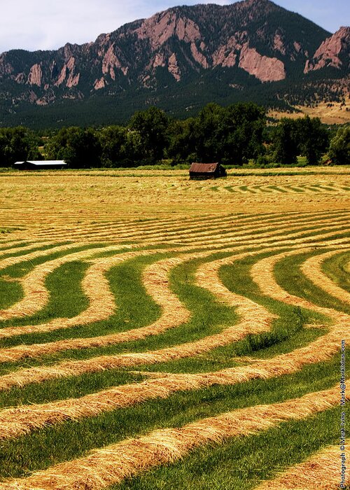 Hay Field Greeting Card featuring the photograph Cut Hay in Field by Mark Ivins