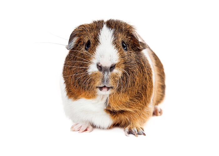 Cute Greeting Card featuring the photograph Cute Guinea Pig Looking Forward by Good Focused