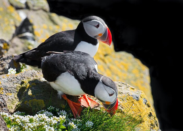 Puffin Greeting Card featuring the photograph Cute Puffin Couple in Iceland by Matthias Hauser