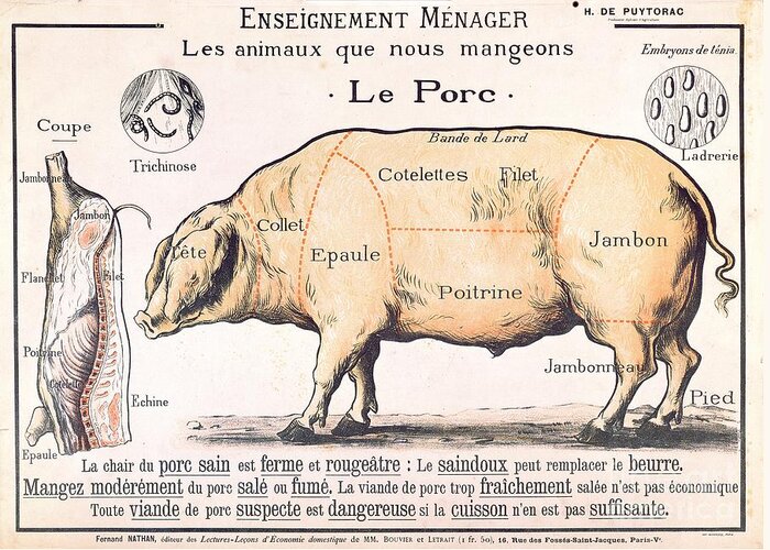Eating;farm Animals; Cross Section; Loin; Rump; Flank; Butcher; Joint; Pig; Pigs; Shoulder; Ham; Belly; Shoulder; Diagram; Slaughter; Farming; Food Preparation; Domestic Science; Nutrition;teaching;education;home Economics; Farming; Breed;butchering Greeting Card featuring the drawing Cuts of Pork by French School