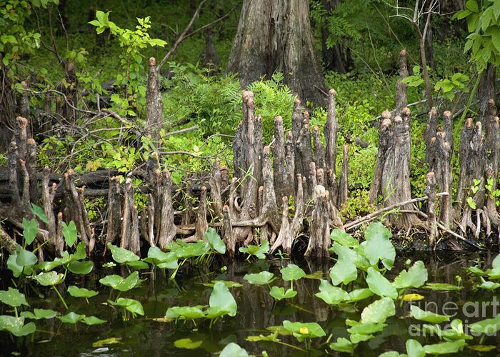 Cypress Knees Greeting Card featuring the photograph Cypress Knees In Florida by Inga Spence