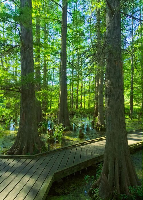 Tree Greeting Card featuring the photograph Cypress Swamp by Amanda Jones