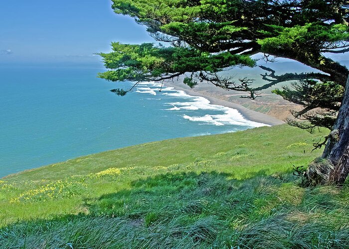 Cypress Tree At Point Reyes At Point Reyes National Seashore Greeting Card featuring the photograph Cypress Tree at Point Reyes National Seashore, California by Ruth Hager