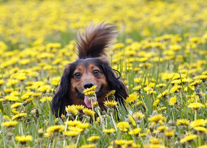 Dachshund Greeting Card featuring the photograph Dachshund on a meadow in bloom by Michal Boubin