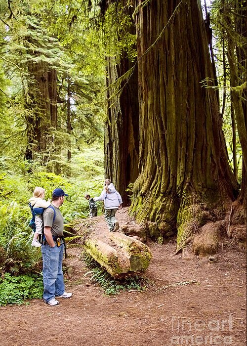 Sequoia Sempervirens Greeting Card featuring the photograph Dad and Children in Redwoods by Sherry Curry