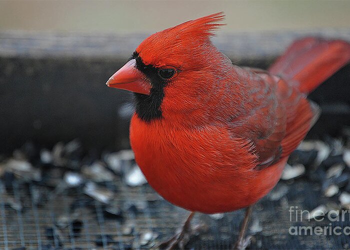 Nature Greeting Card featuring the photograph Daddy Cardinal by Skip Willits