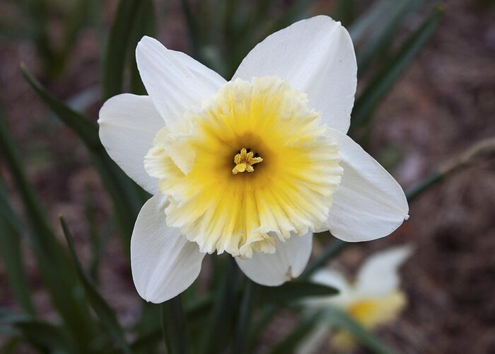 Daffodil Greeting Card featuring the photograph Daffodil at Black Creek by Jeff Severson