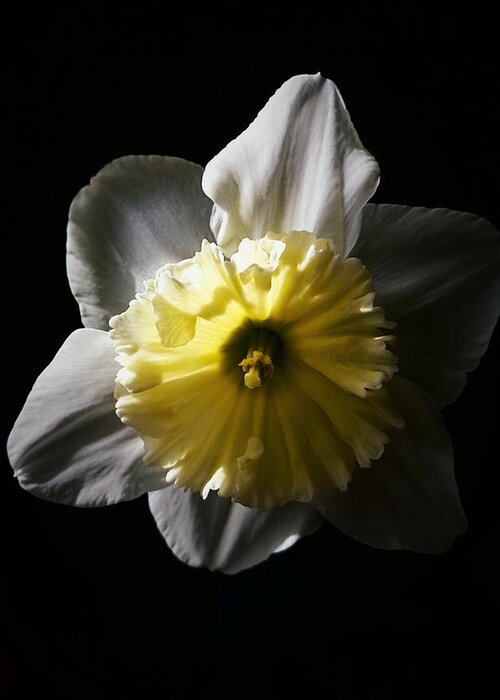 Daffodil Greeting Card featuring the photograph Daffodil By Sunlight by Brad Hodges