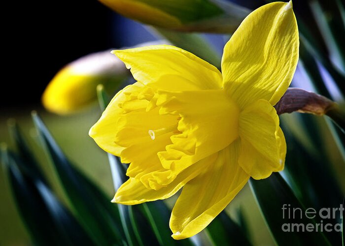 Daffodil Flower Greeting Card featuring the photograph Daffodil Flower Photo by Gwen Gibson