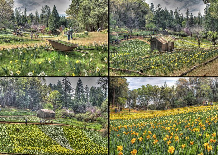 Amador Greeting Card featuring the photograph Daffodil Hill Panel 2x2 by SC Heffner