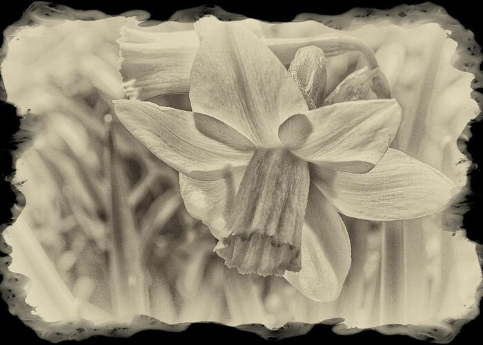 Daffodil Greeting Card featuring the photograph Daffodil In Sepia Framed by Constantine Gregory