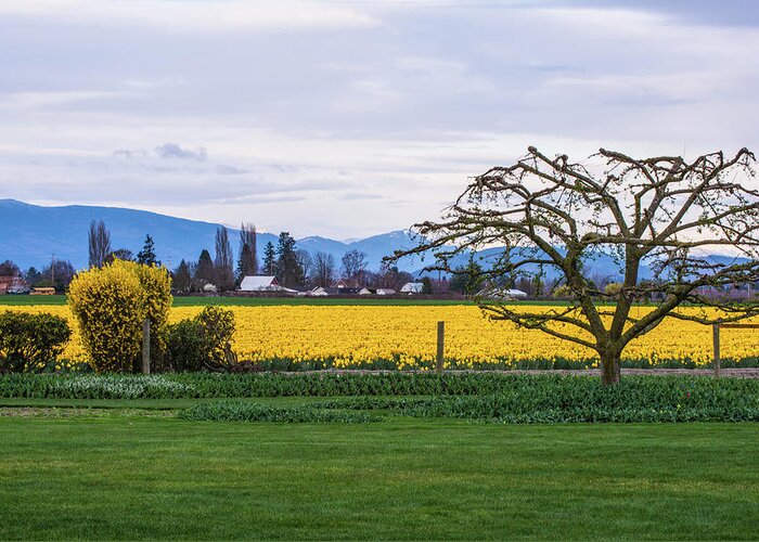 Landscape Greeting Card featuring the photograph Daffodil in Skagit Valley WA by Hisao Mogi