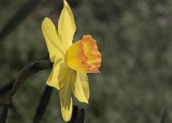Amador County Greeting Card featuring the photograph Daffodil by Jim Thompson