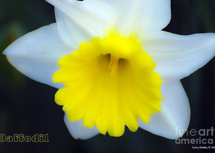Daffodil Greeting Card featuring the photograph Daffodil by Larry Keahey
