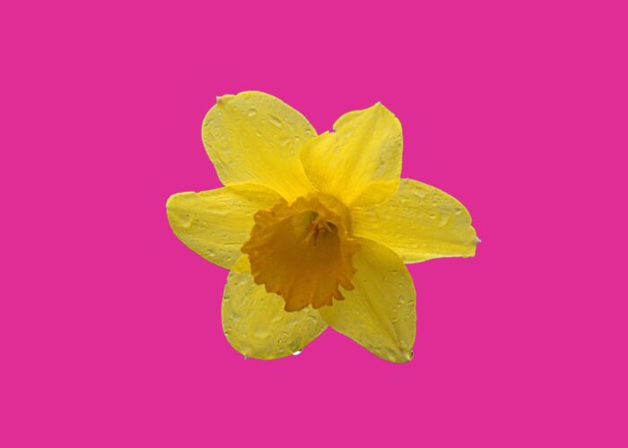 Spring Greeting Card featuring the photograph Daffodil by Newwwman