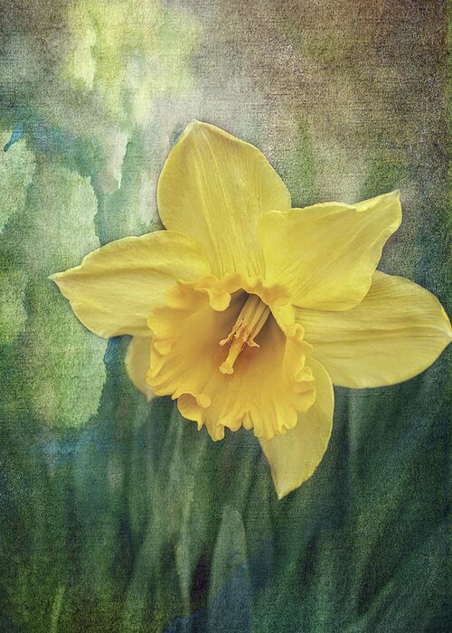 Daffodils In Bloom Print Greeting Card featuring the photograph Daffodils in Bloom by Gwen Gibson
