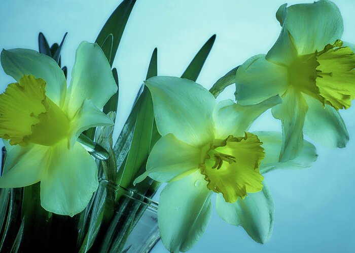 Daffodils Greeting Card featuring the photograph Daffodils2 by Loni Collins
