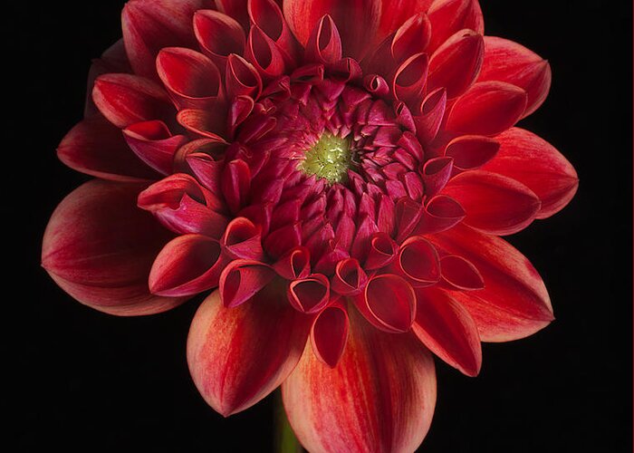 Dahlia Greeting Card featuring the photograph Dahlia 'All That Jazz' by Ann Jacobson