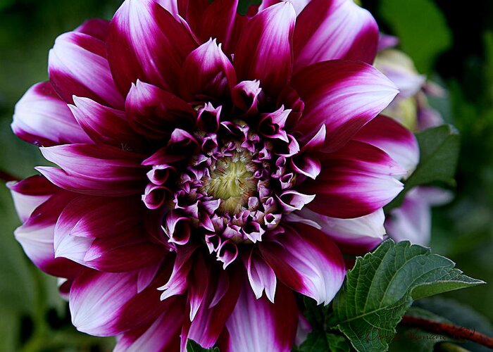 Flower Greeting Card featuring the photograph Dahlia by Denise Romano