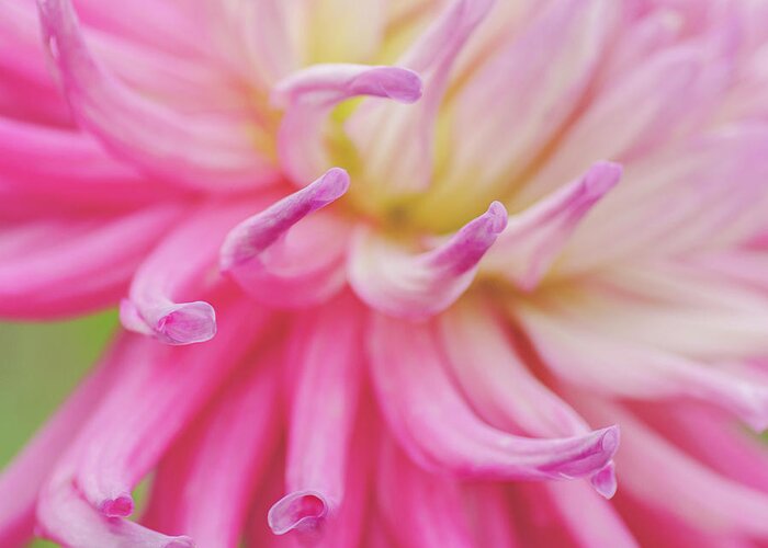 Dahlia Greeting Card featuring the photograph Dahlia Fingers by Diane Fifield