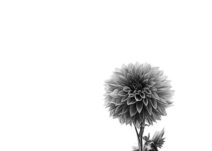 Dahlia Greeting Card featuring the photograph Dahlia In Black And White 2 by Mark Alder