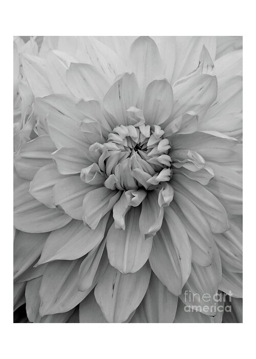Dahlia Greeting Card featuring the photograph Dahlia in Black and White by Patricia Strand