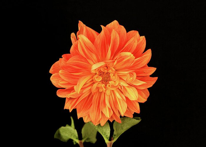 Dahlia Greeting Card featuring the photograph Dahlia in Orange by Cheryl Day