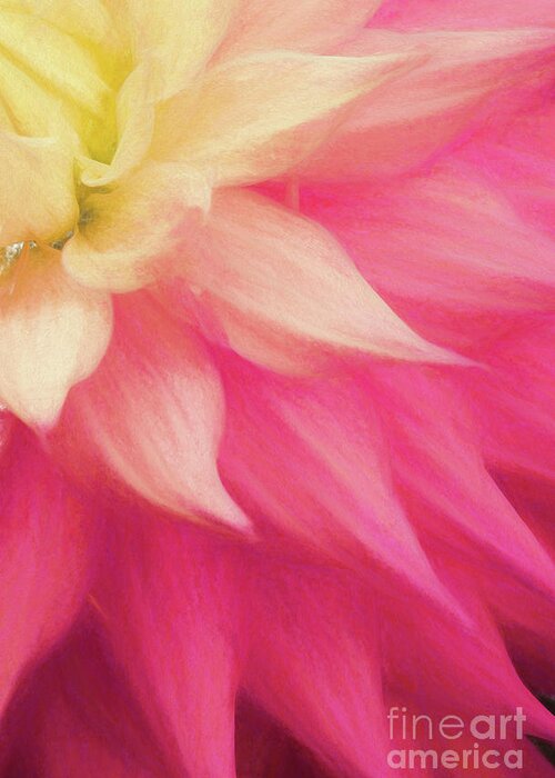 Wall Art Greeting Card featuring the photograph Dahlia Petals by Philip Preston