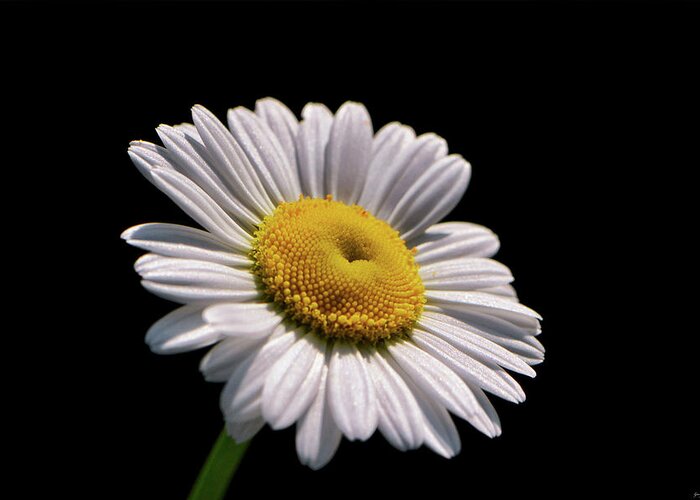 Macro Greeting Card featuring the photograph Daisy 011 by George Bostian