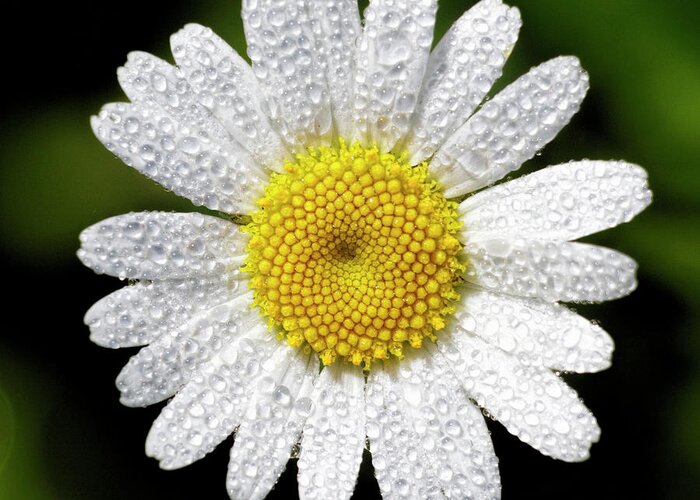 Kansas Greeting Card featuring the photograph Daisy and Dew by Rob Graham