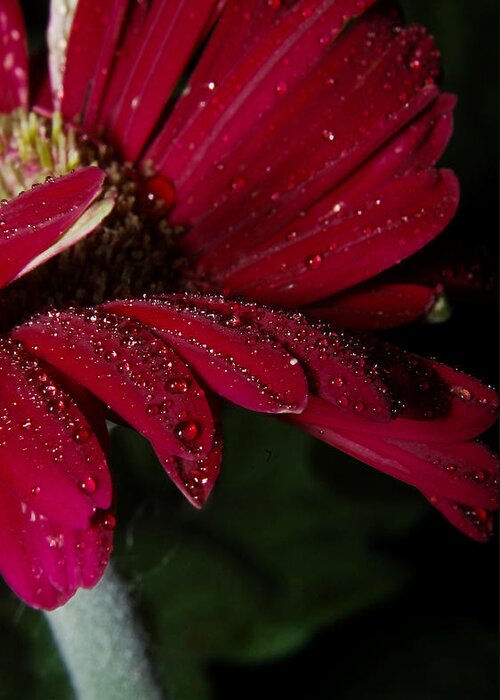 Red Greeting Card featuring the photograph Daisy Delight by Karen Musick