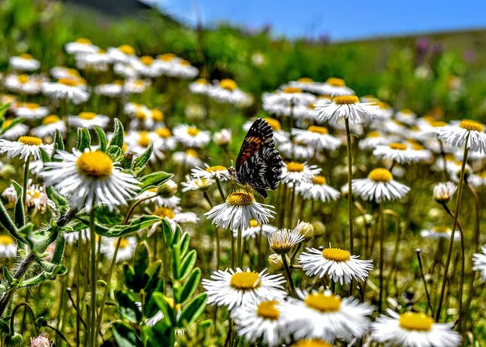 Butterfly Greeting Card featuring the photograph Daisy has Company by Michael Brungardt