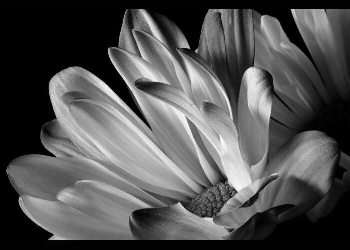 Flower Greeting Card featuring the photograph Daisy by Ken Mickel